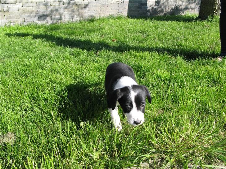 Blanding af racer Nila - hos nye ejere billede 8