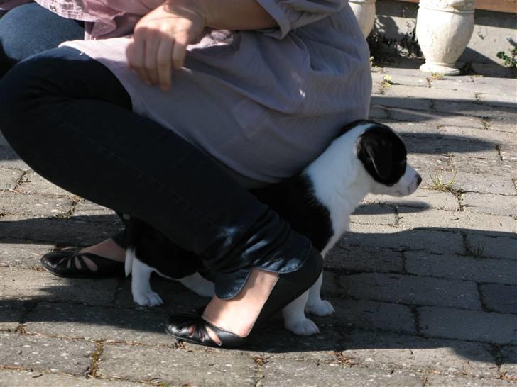 Blanding af racer Nila - hos nye ejere billede 9