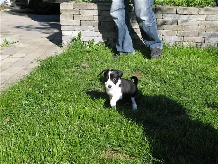 Blanding af racer Nila - hos nye ejere billede 10