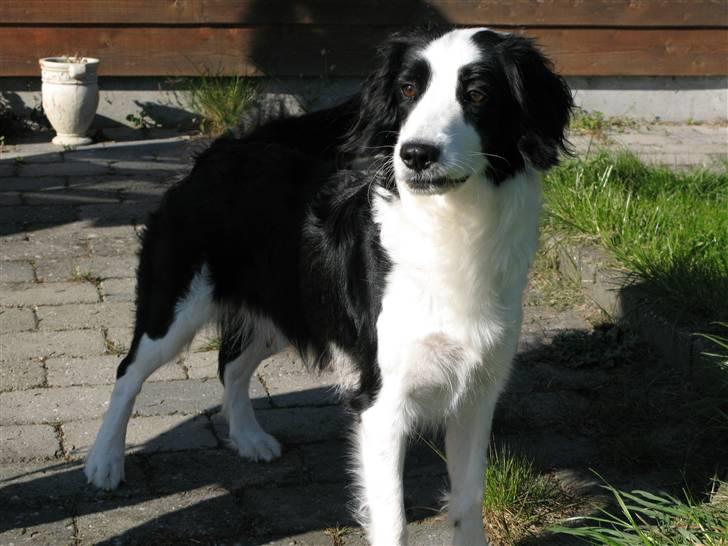 Blanding af racer Nila - hos nye ejere - Mor Lady billede 11