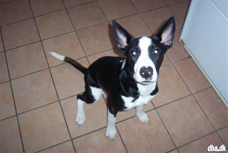 Blanding af racer Nila - hos nye ejere - Far spikey billede 12