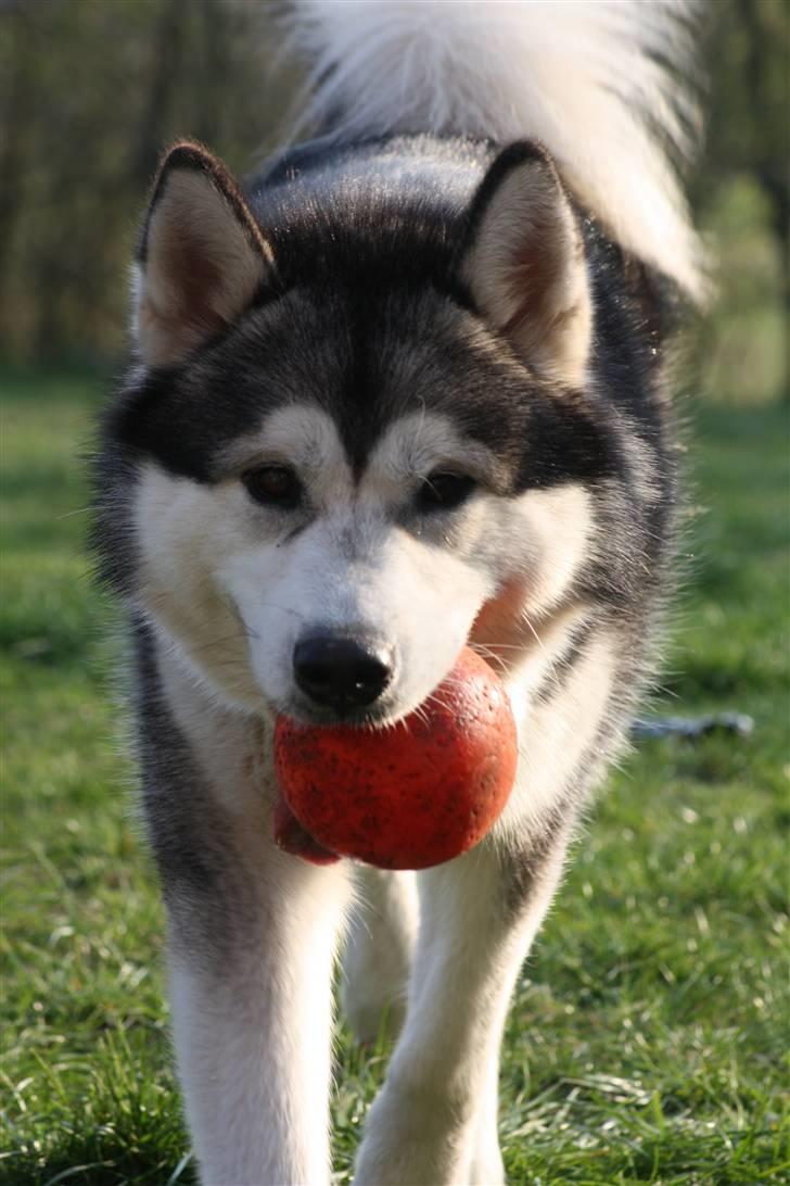 Alaskan malamute Bowie - Det er nu dejligt at lege med bolden:-) billede 19