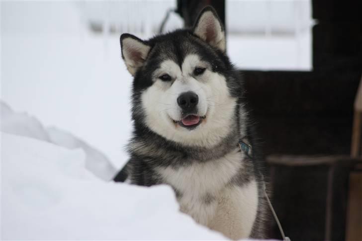 Alaskan malamute Bowie - Et dejligt minde fra Sverige billede 20
