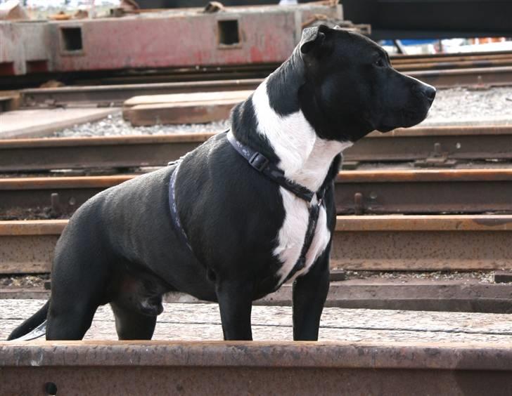 Staffordshire bull terrier Tjalfe - Tjalfe 1,5 år men stadig super mild og legesyg med alle hunde billede 20