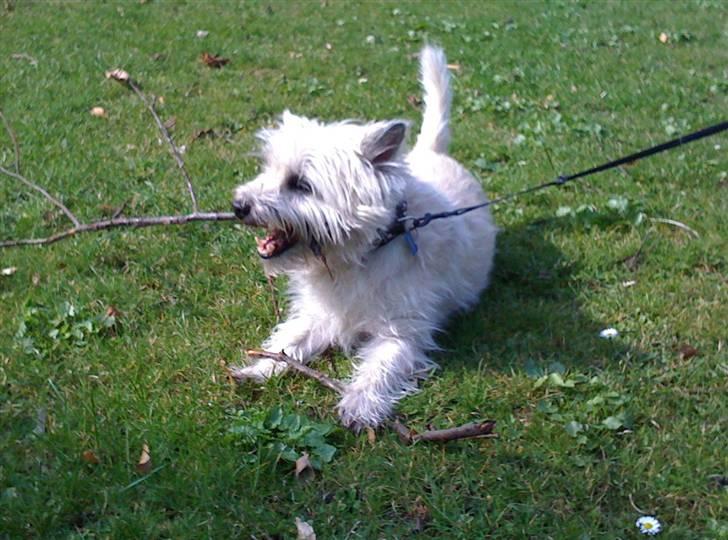 Cairn terrier Zacho billede 19
