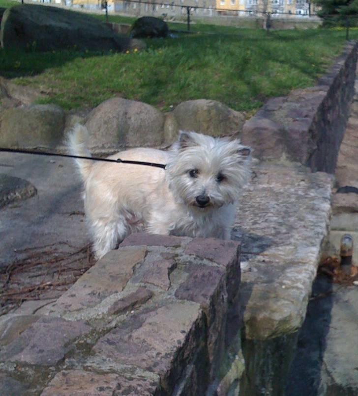 Cairn terrier Zacho billede 20