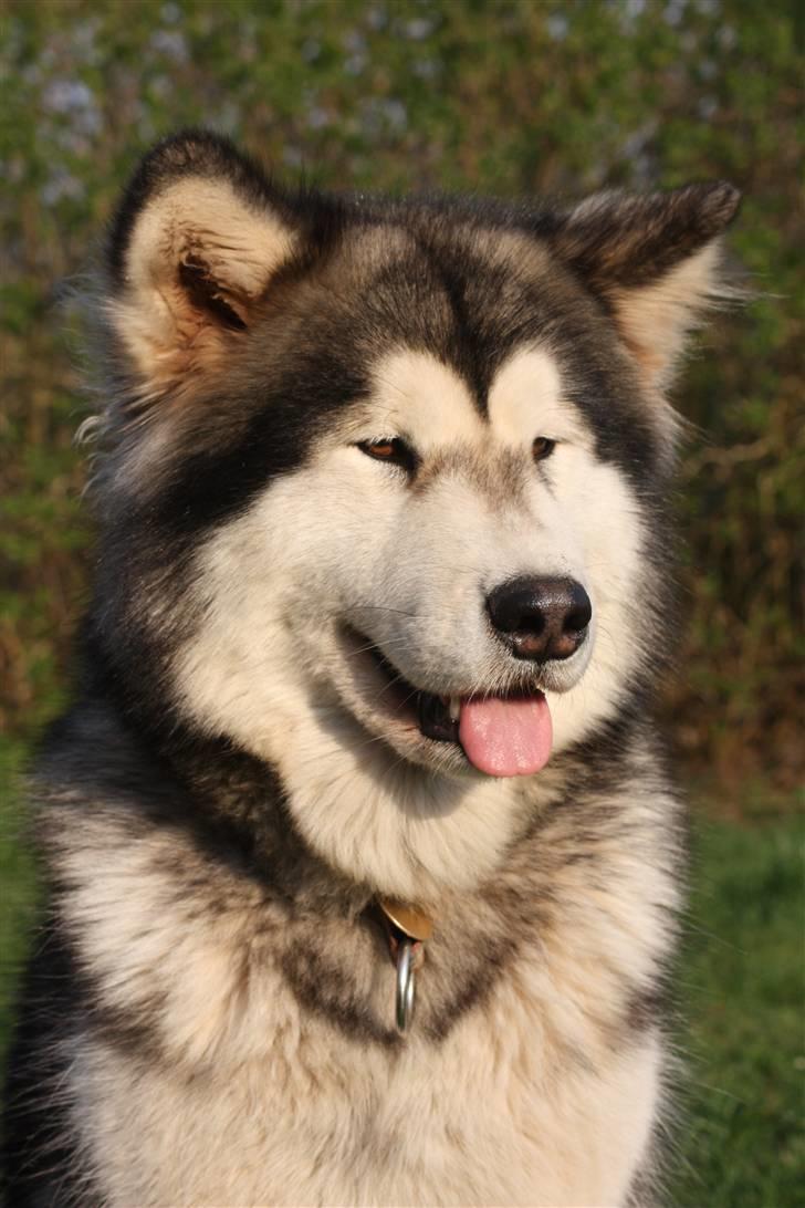 Alaskan malamute Ayrin - Ayrin nyder foråret... billede 20