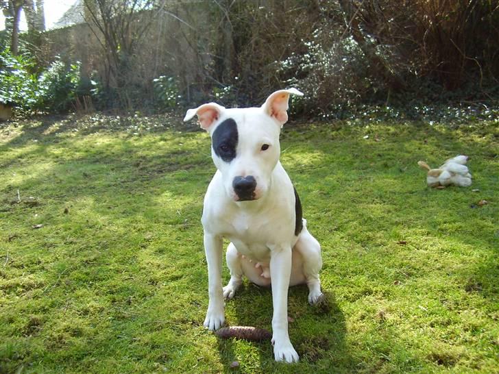 Amerikansk staffordshire terrier cleo billede 12