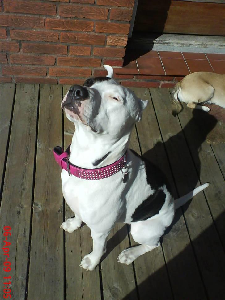 Amerikansk staffordshire terrier cleo billede 13