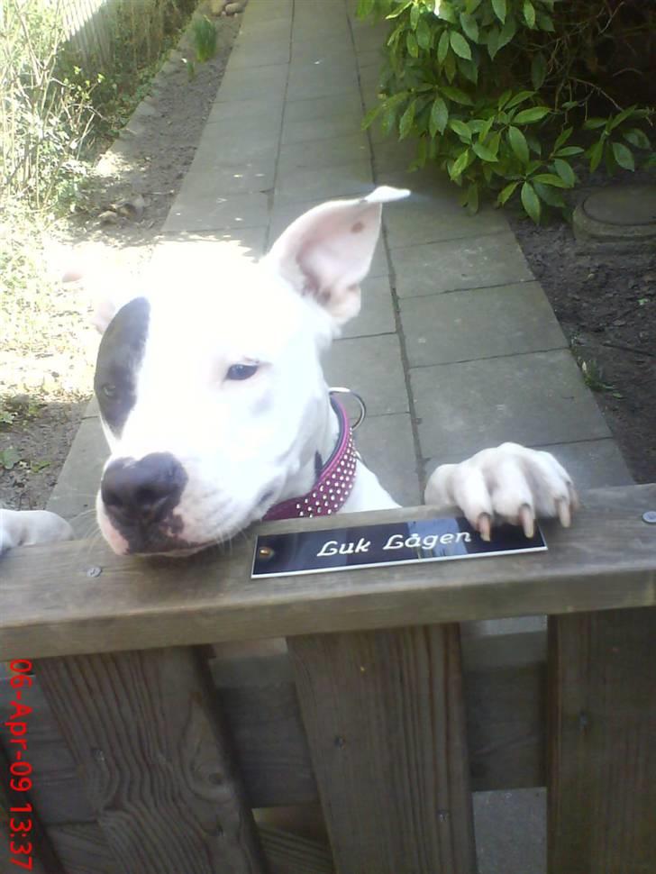 Amerikansk staffordshire terrier cleo billede 14