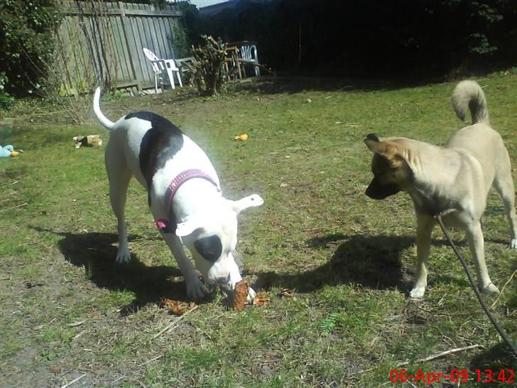 Amerikansk staffordshire terrier cleo billede 15