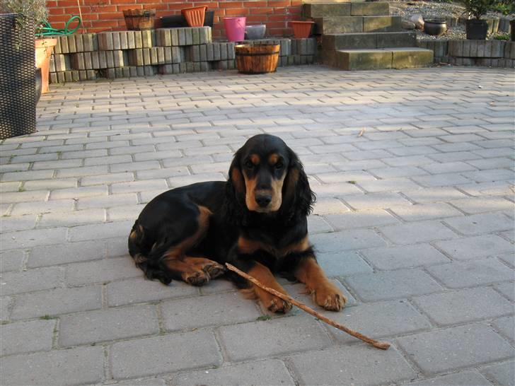 Cocker spaniel sheeva - så er jeg blevet 5,5 måneder billede 13