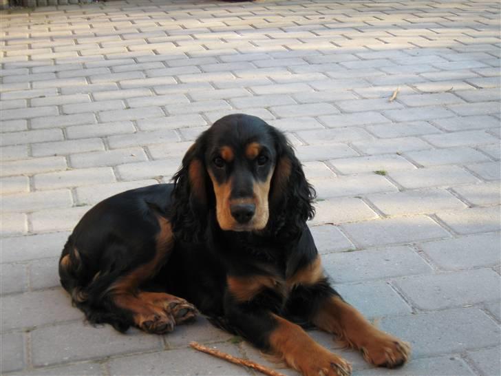 Cocker spaniel sheeva - jeg er stadig nysgeri billede 14