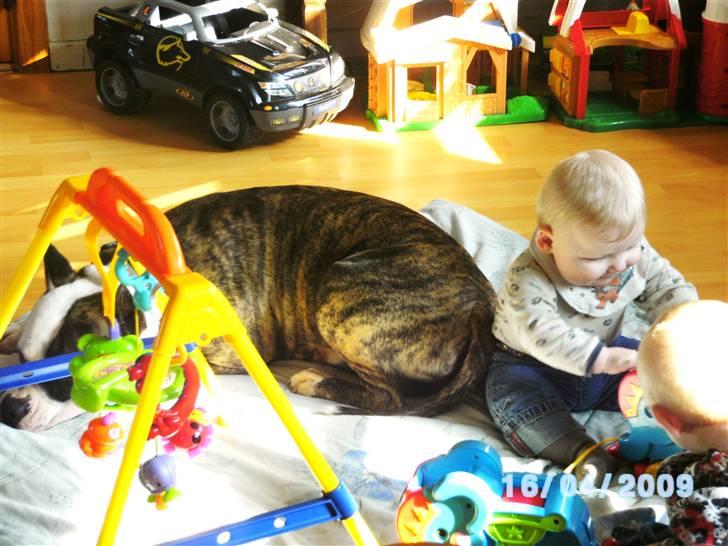 Amerikansk staffordshire terrier Mean  R.I.P - Det er så hyggeligt at være sammen med de 2 små:) billede 13