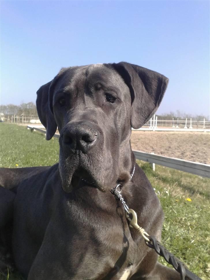 Grand danois BONEL ZAGANELLI  billede 7