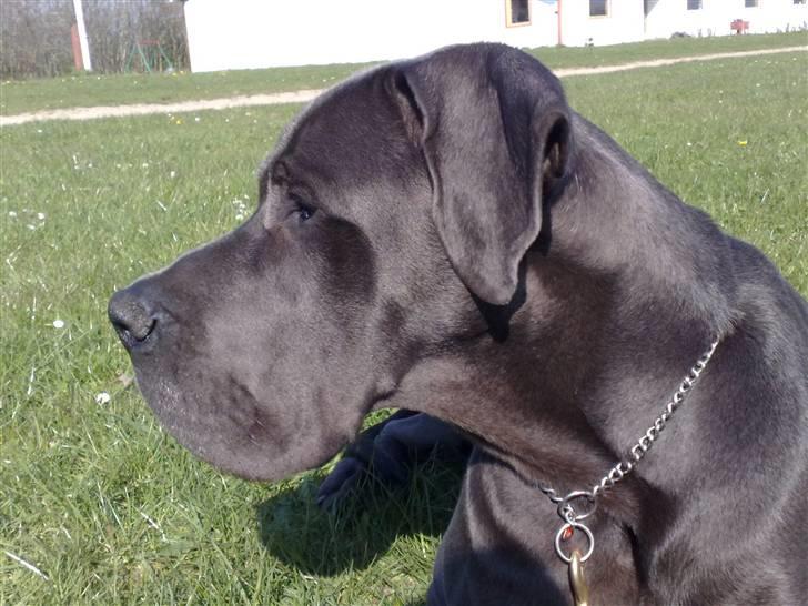 Grand danois BONEL ZAGANELLI  billede 8