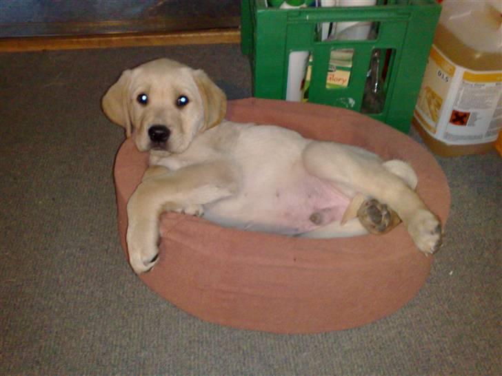 Blanding af racer Mickey - Er lige kommet til mit nye hjem:) billede 1