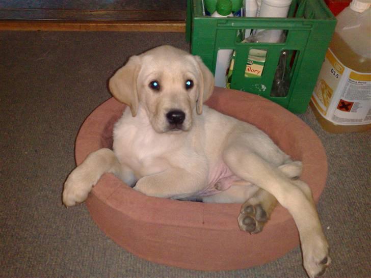 Blanding af racer Mickey - Hvad laver du? billede 2