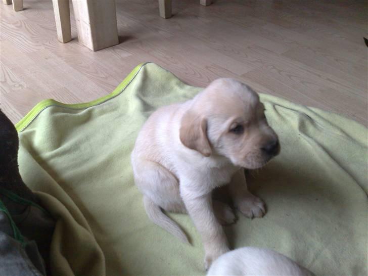 Blanding af racer Mickey - Uha... Kun 7 uger gammel billede 3