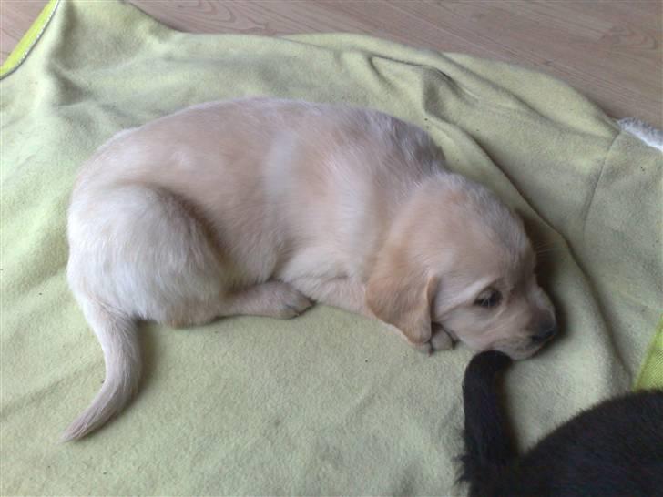 Blanding af racer Mickey - Puha... hårdt at være lille billede 4