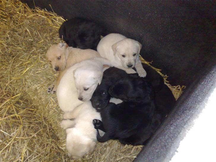 Blanding af racer Mickey - Alle mine søskende billede 5