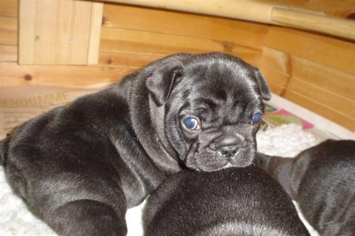 Fransk bulldog Bullinium's Jackpot billede 1