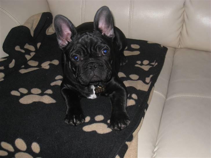 Fransk bulldog Bullinium's Jackpot billede 2