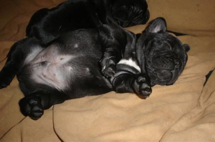 Fransk bulldog Bullinium's Jackpot billede 3