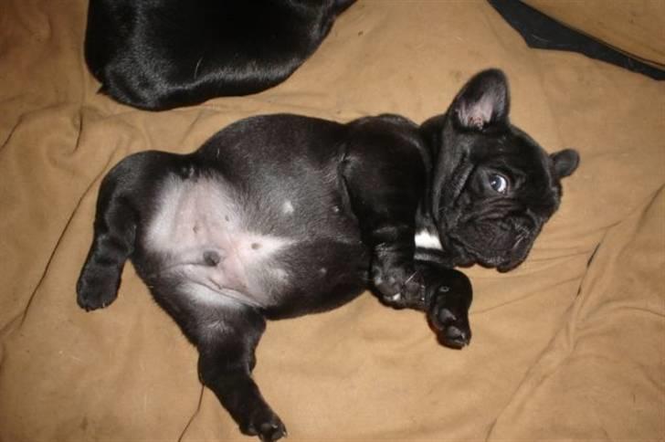 Fransk bulldog Bullinium's Jackpot billede 4