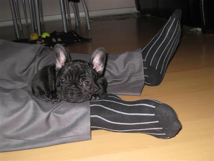 Fransk bulldog Bullinium's Jackpot billede 5