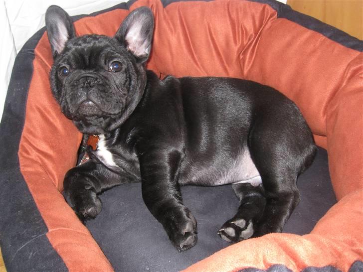 Fransk bulldog Bullinium's Jackpot billede 6