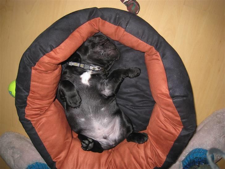 Fransk bulldog Bullinium's Jackpot billede 7