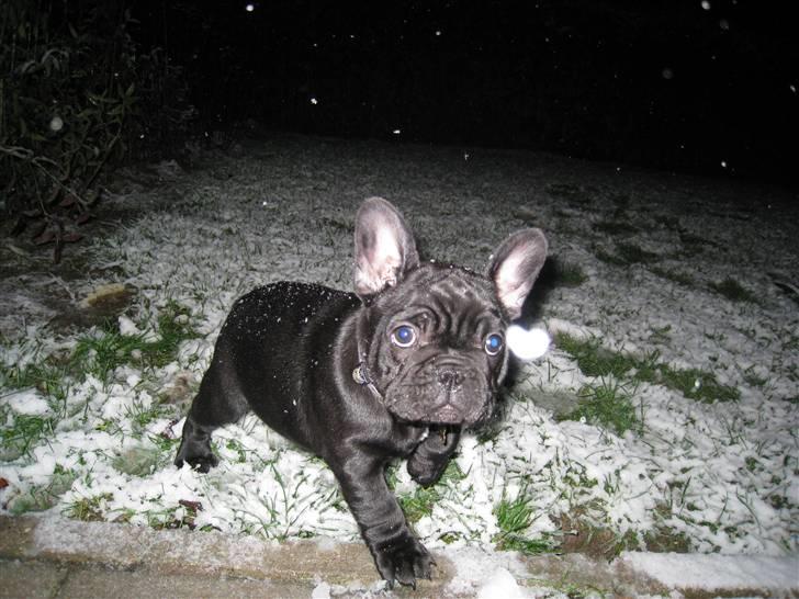 Fransk bulldog Bullinium's Jackpot billede 8