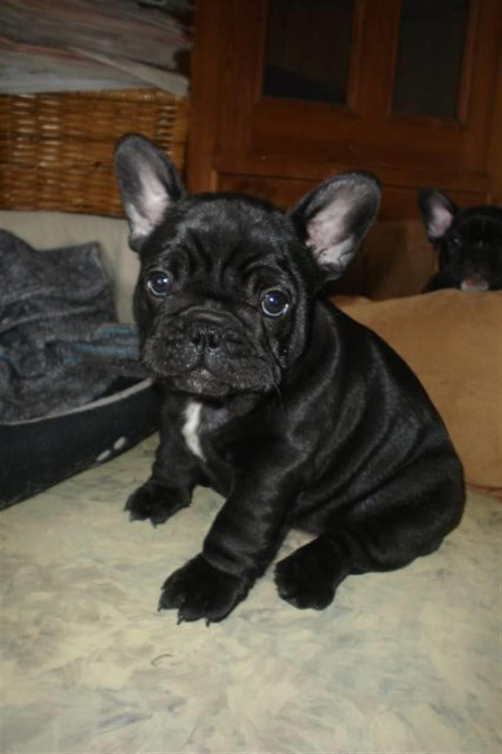 Fransk bulldog Bullinium's Jackpot billede 9
