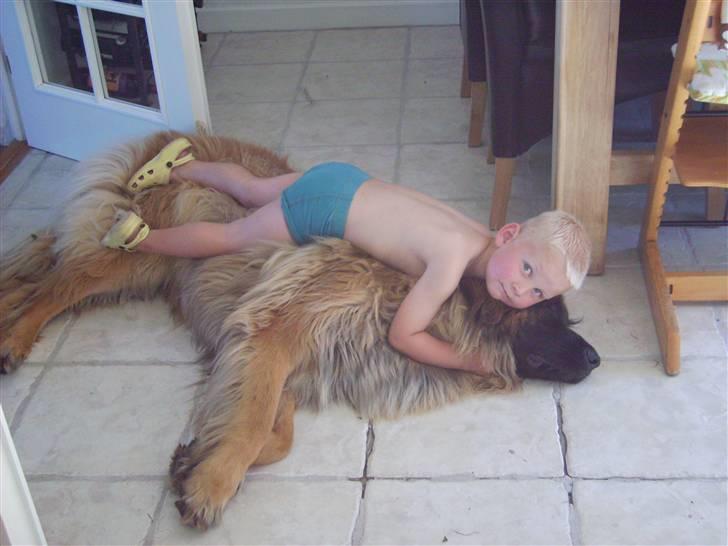 Leonberger folmer - bedste venner billede 12