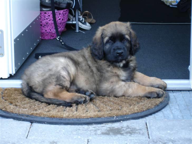 Leonberger folmer - 8 uger og lige kommet fra sverige billede 13