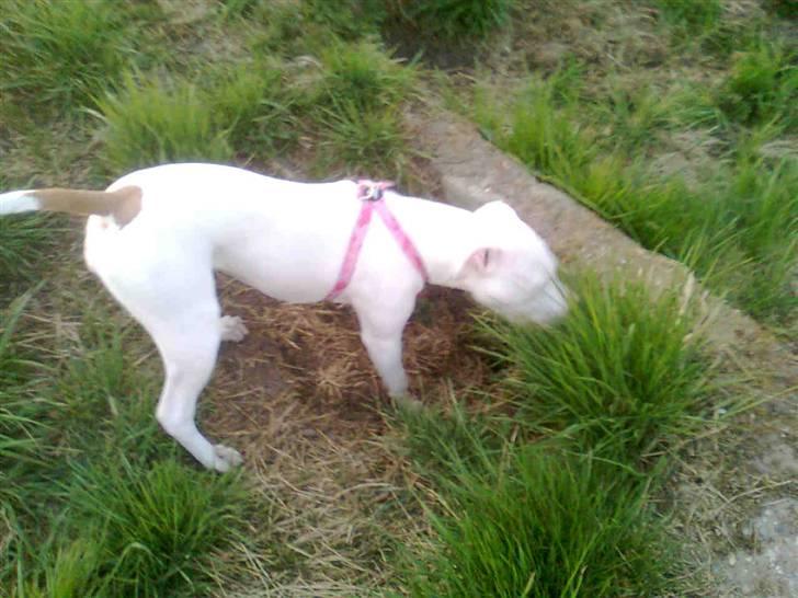 Amerikansk staffordshire terrier *bor hos min eks nu*Chica billede 14