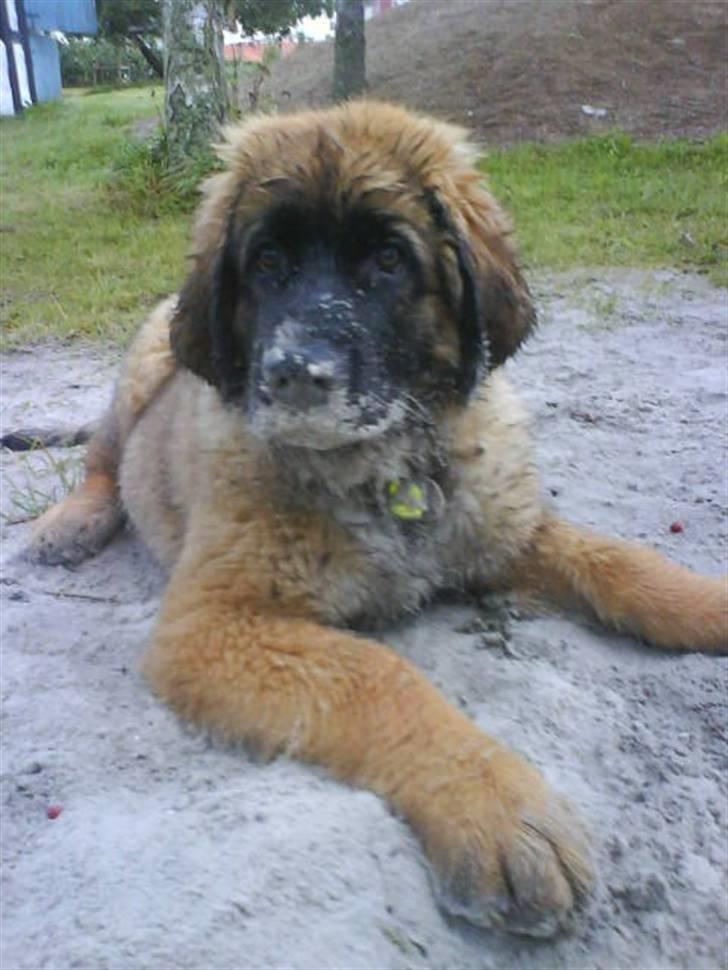 Leonberger folmer - det er vel ikke det nye hundemad for det smager lidt sjovt billede 14