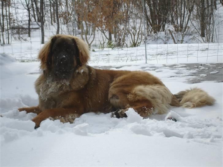 Leonberger folmer - dejligt med en kølig tur i haven billede 15