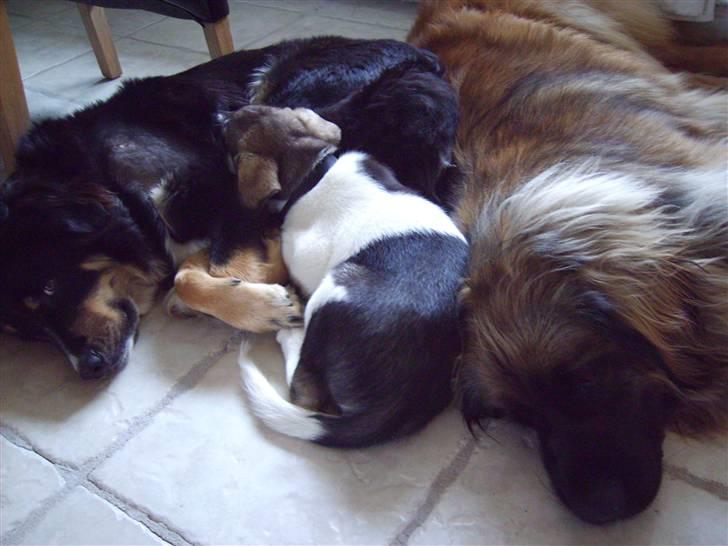 Leonberger folmer - alle kan trænge til en morfar billede 16