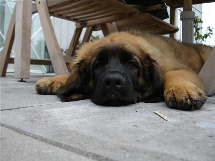 Leonberger folmer - her til og ikke længer billede 17