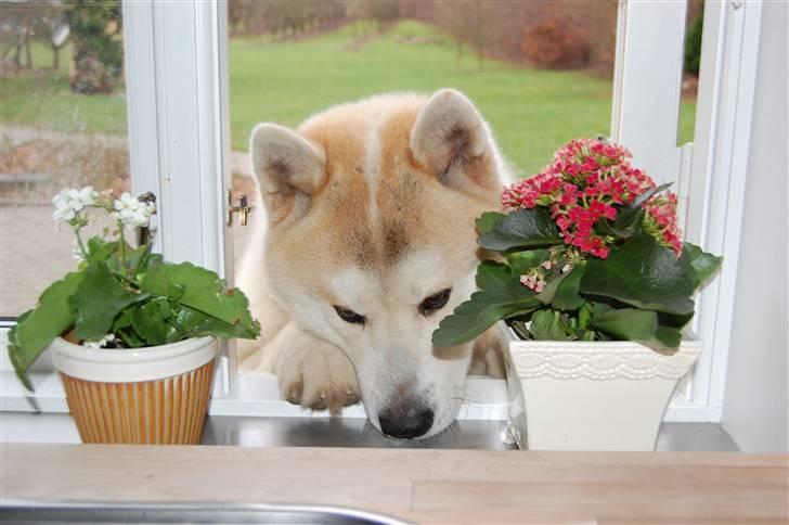 Akita inu Silver - Der sidder en vovse i mit vindue billede 12