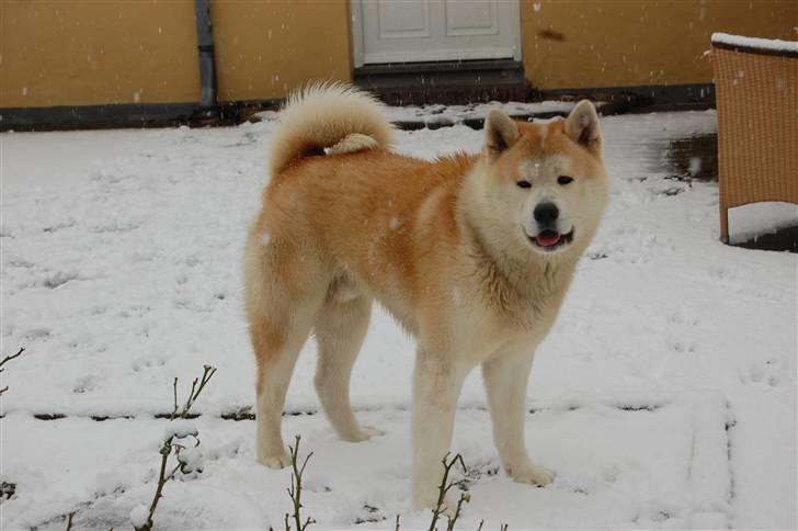 Akita inu Silver - Jaaaaah første sne! billede 13