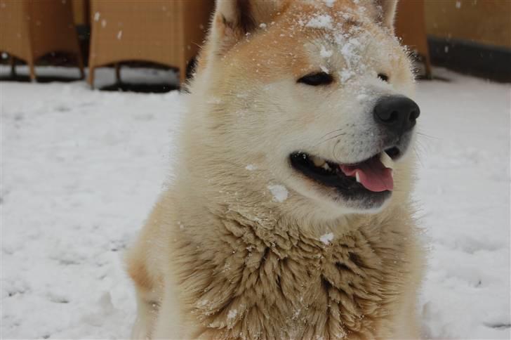 Akita inu Silver - Snow Dogs, go home! billede 14