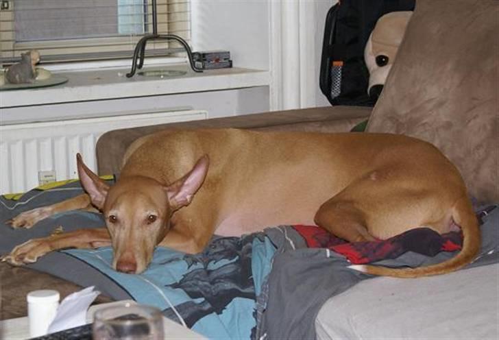 Pharaohound Selma - Min mor sagde : "NEJ"...hvor ku´ hun ?? billede 9