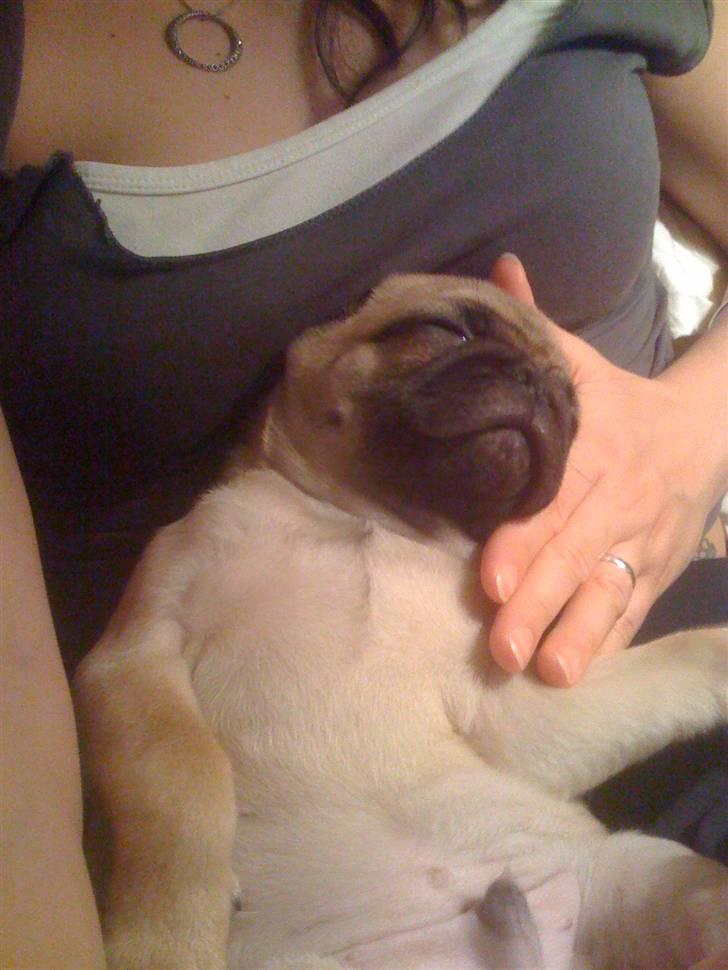 Mops Loke - Loke får sig en lille lur billede 6