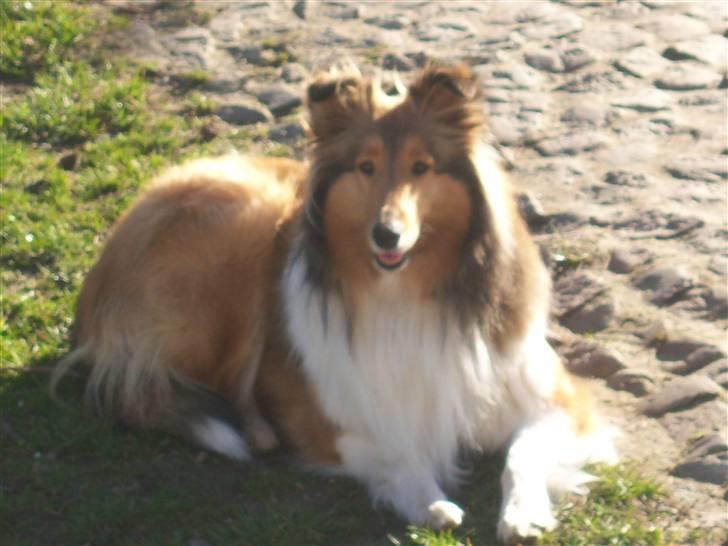 Collie langhåret kira - ja så blev jeg 2 år og 3 månder billede 18