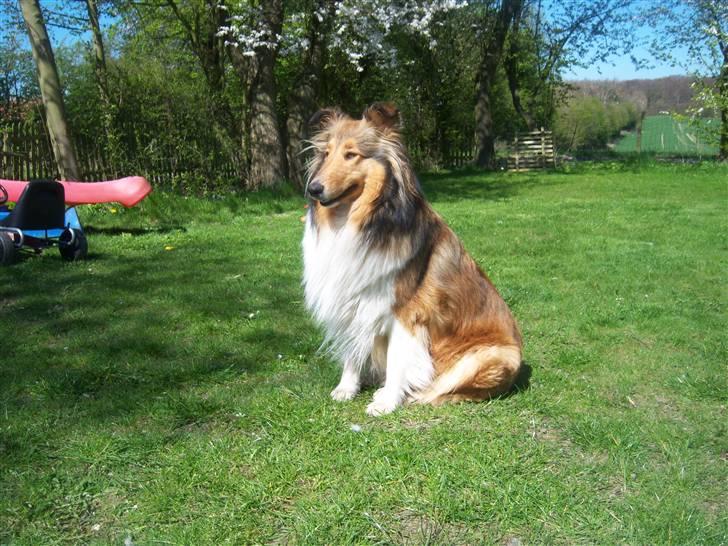 Collie langhåret kira - hej jeg hedder kira billede 19