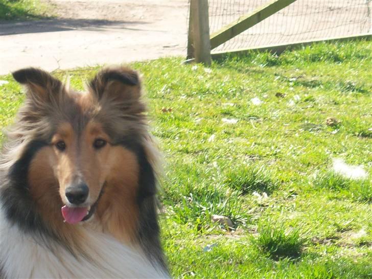 Collie langhåret kira billede 20