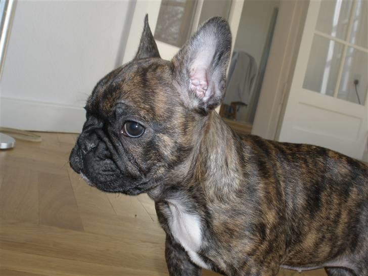 Fransk bulldog tulle - Min lille prinsesse  billede 1